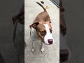 Nash Bridges A312465