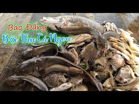 Video Bao Đăng Bội Thu Trúng Cá Ngát Cá Nâu To và Cá Chẽm Bự... - youtube