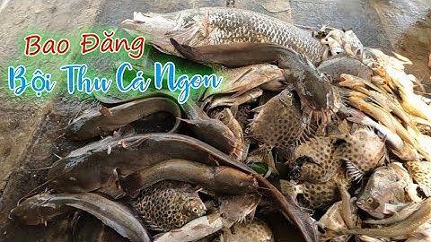 Bao Đăng Bội Thu Trúng Cá Ngát Cá Nâu To và Cá Chẽm Bự Chảng | Gia Đình Cần Giờ .157 |