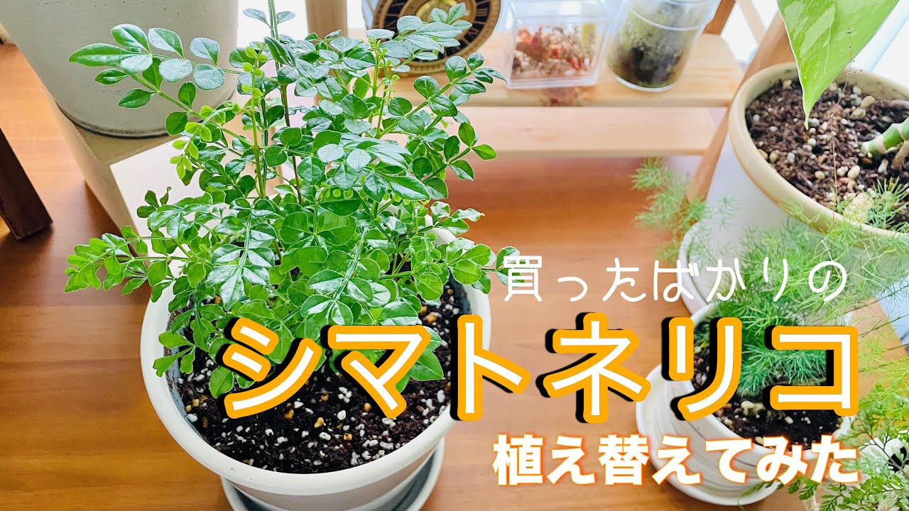 Fraxinus serrata] I just bought a new Fraxinus serrata and