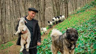 Migration Journey with Lambs to the Barracks ┃Documentary