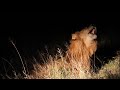 Lion roar - Unknown Kruger Male