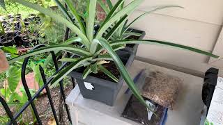 Growing Jelly palm trees from seed @CraigMoser