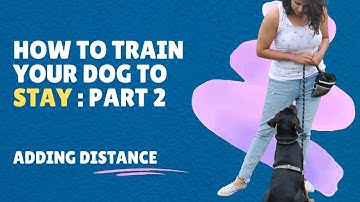 HOW TO teach a dog to Stay - Part 2 (Adding Distance to Stay) | Training a Reliable Stay