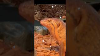 Feeding my Mastiff Giant Skink a superworm! #Lizard #LizardFeeding #MastiffGiantSkink