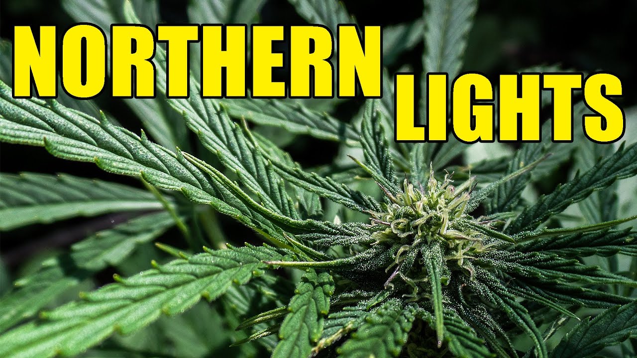 Northern Lights Automatic Guerilla Grow