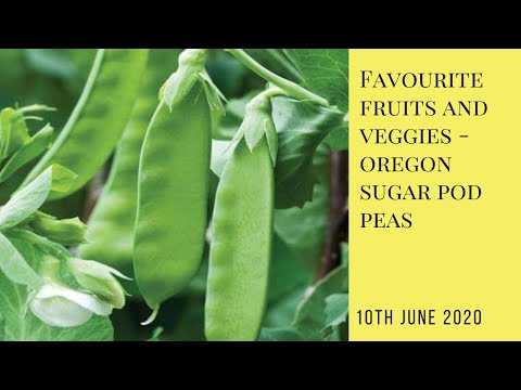 ვიდეო: Oregon Sugar Pod Peas - გაიგეთ Oregon Sugar Pod Pea მცენარეთა მოვლის შესახებ