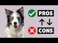 PROS And CONS Of Border Collie Dogs ✔️❌ The GOOD And The BAD の動画、YouTube動画。