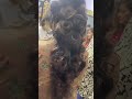 #bridalhairstyle#zainabali#shorts