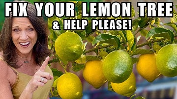 How to Fix a Lemon Tree That Won