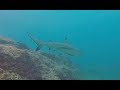 Beautiful Footage - Scuba Diving in Fujairah UAE