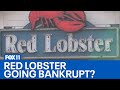 Red lobster considers bankruptcy