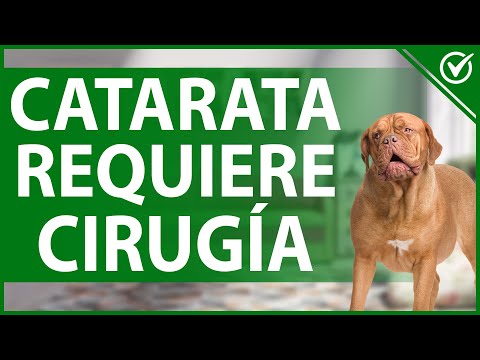 Video: Juguetón contra agresivo gruñido de perro