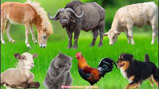 Happy Farm Animals: Horse, Chicken, Duck, Peacock, Rabbit, Piglet, Cow, Cat – Animal Videos