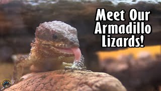 Forest Armadillo Lizards 🦎 - What You Need to Take Care of Them and Why You Need One in Your Life! 😉