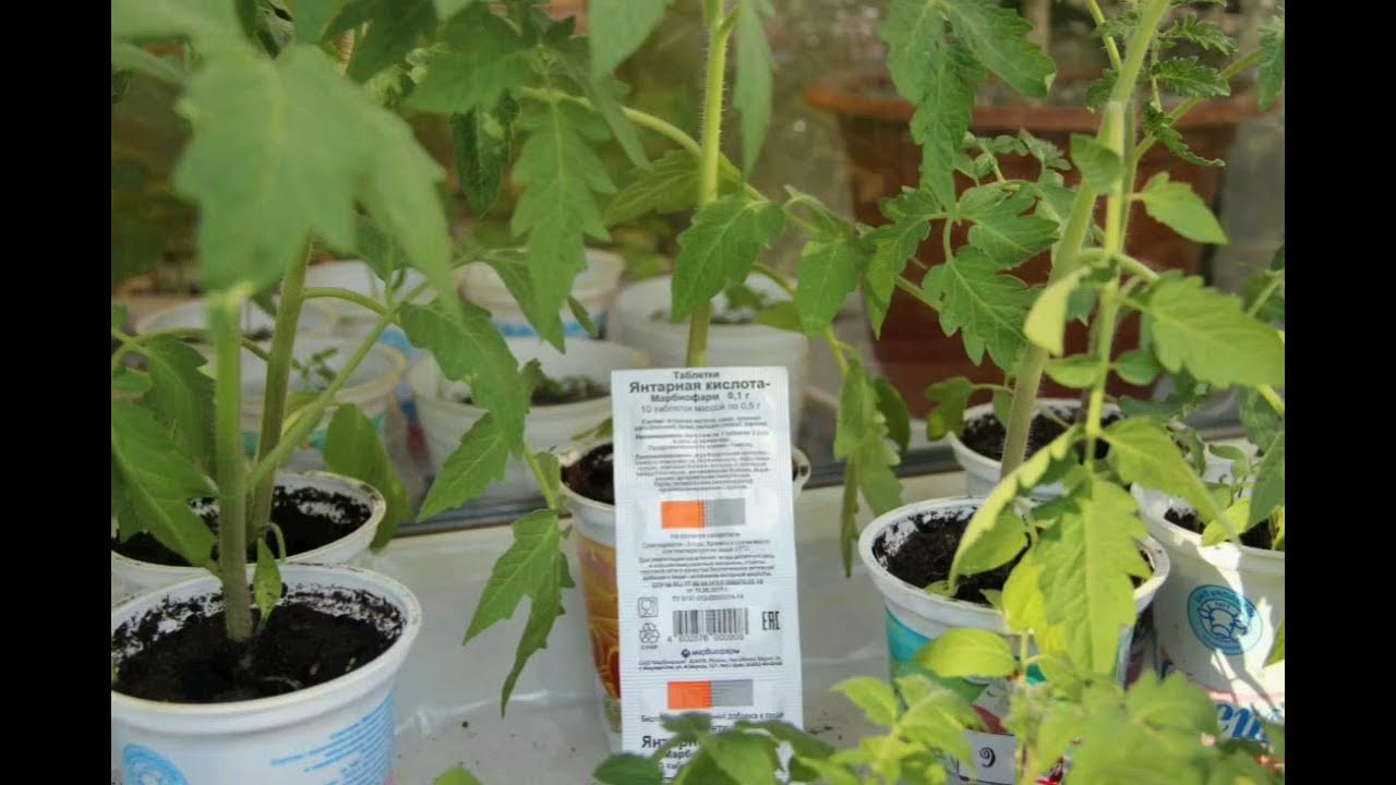 Подкормка янтарной кислотой. Янтарная кислота для рассады. Янтарная кислота для растений и рассады. Подкормка помидор янтарной кислотой. Янтарная кислота порошок для растений.