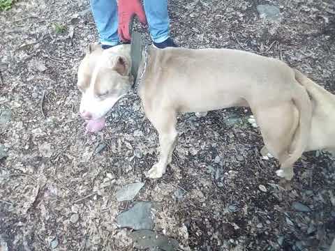 დაკი ჯესი 25/04/19