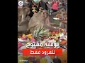 بوفيه مفتوح للقرود في تايلاند