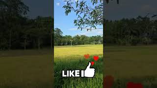 Beautiful view on sunset.#USA#AmericanAudience#EnglishContent#USATrend#USAReels#USAShorts#USAYoutube