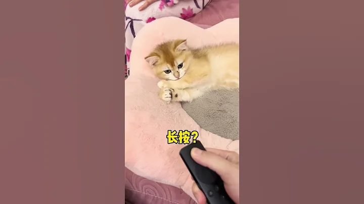 萬萬沒有想到弟弟的名字是這樣來的😂 #shorts #湯圓 #貓咪 #美短 - 天天要聞