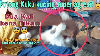 Cara Memotong Kuku Kucing Galak