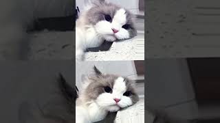 maw mwau bukan mau harimau #izin lewat