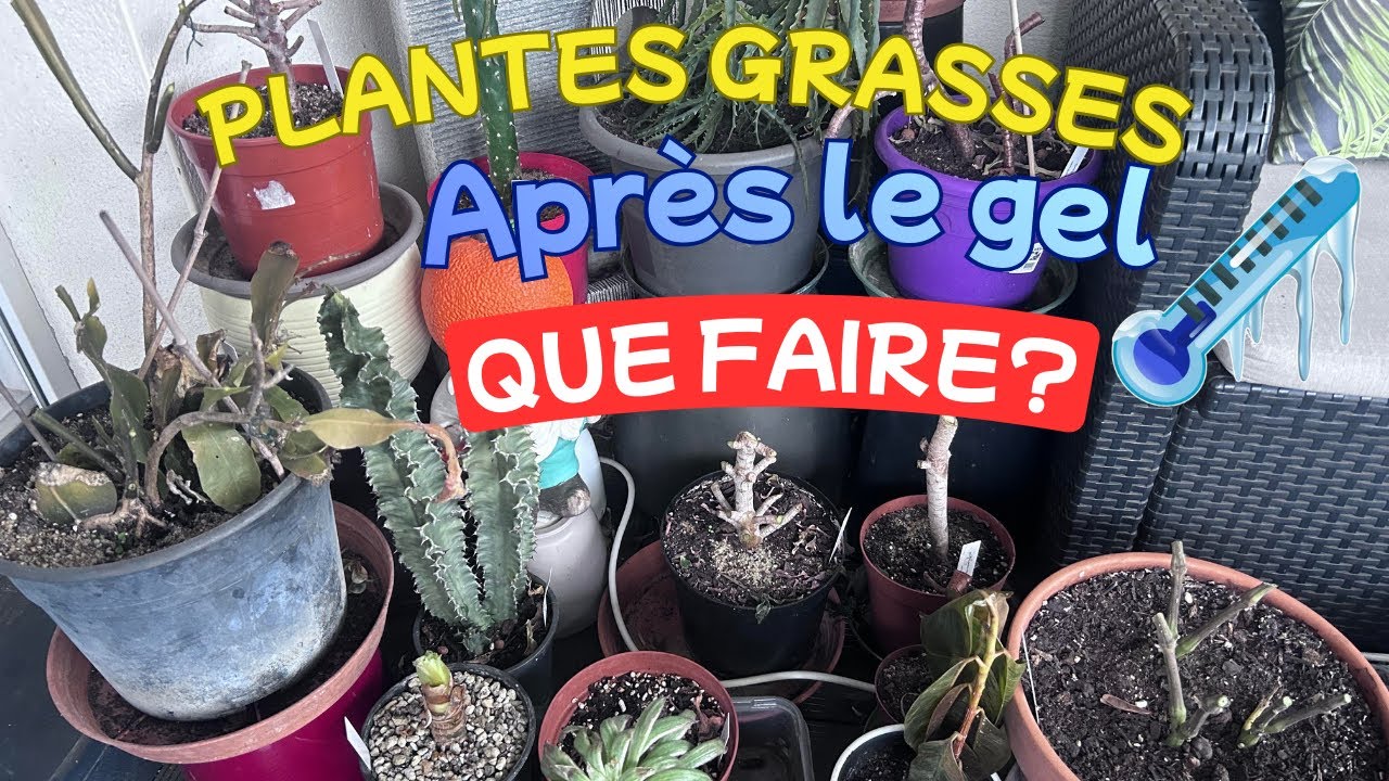 QUE FAIRE APRES LE GEL?