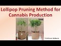 Lollipop Pruning Method for Cannabis Production