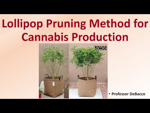 Lollipop Pruning Method for Cannabis Production