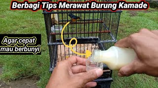 Mudah cara merawat burung kamade/cabe-cabean agar mau bunyi