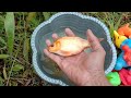 Finding Koi Fish, Ornamental Fish and Marine Animal Toys in Waterfall, Shark, Whale, Turtle, Part113