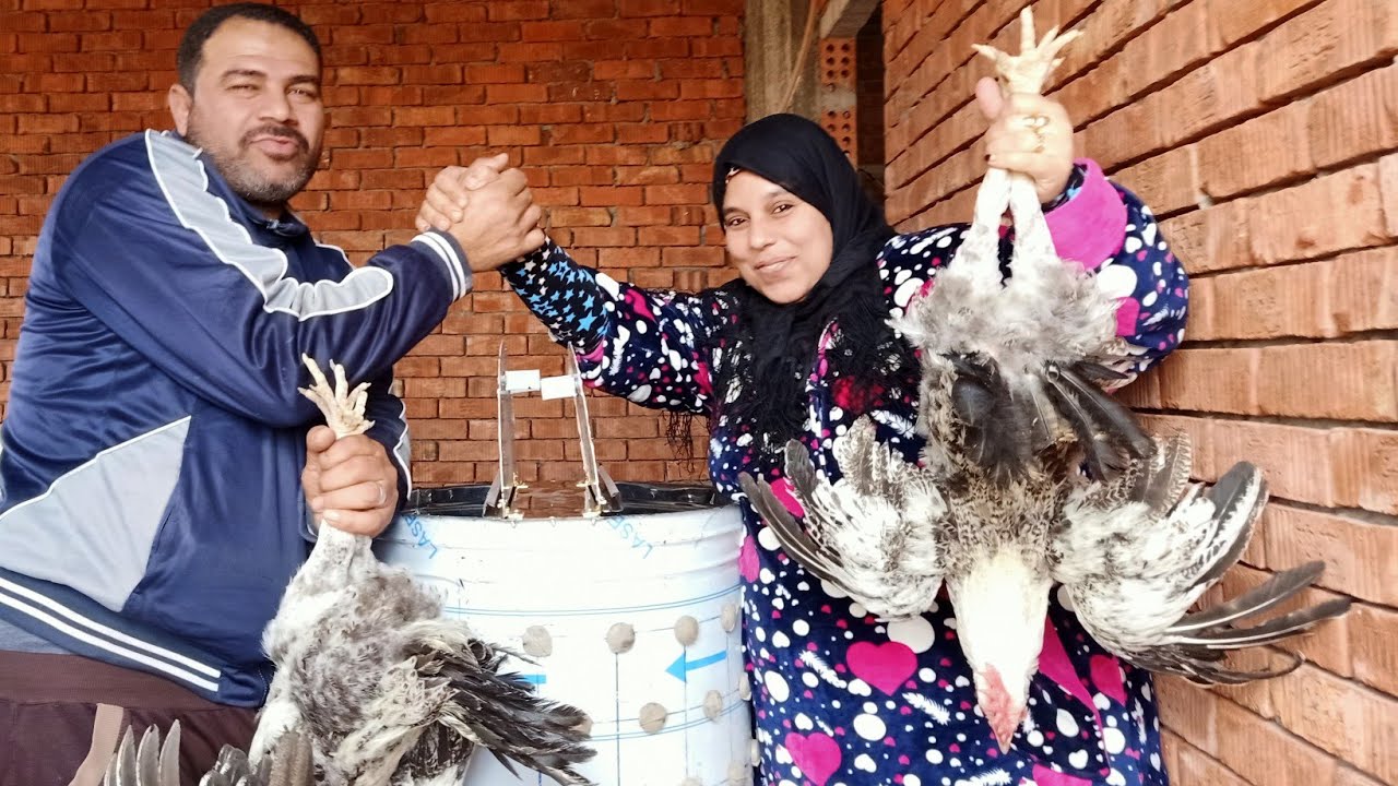 الرياشه العملاقه للديوك العملاقه اخيرا جبتها بالعند فى جوزى🤑وهجربها معاكو