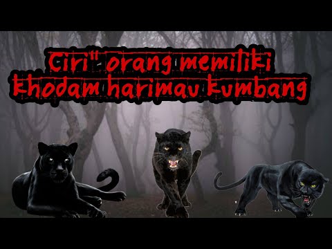 GANAS NYA KHODAM HARIMAU KUMBANG