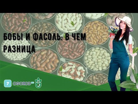 Видео: Разница между бобовыми и фасолью