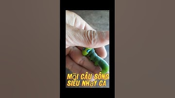 chia sẻ bài mồi câu cá tra, basa...- mồi câu cá sông da trơn đối với ai chưa biết |tgcd| #shorts