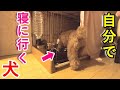 寝る時間になると自ら小屋に入って寝ようとする犬が可愛いw【トイプードル】