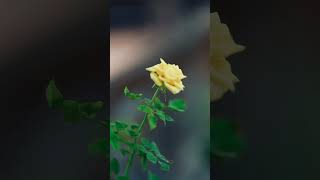 Viltrox Lab 135mm#trending #cinematic #naturelovers