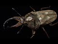 リンデコフキクワガタの紹介と産卵セット【クワガタ飼育】