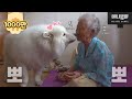 90살 나이차를 극복한 사모예드와 할머니 ㅣ Samoyed Dog And Grannie Overcome A 90 Year Age Gap
