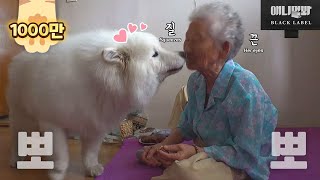 90살 나이차를 극복한 사모예드와 할머니 ㅣ Samoyed Dog And Grannie Overcome A 90 Year Age Gap