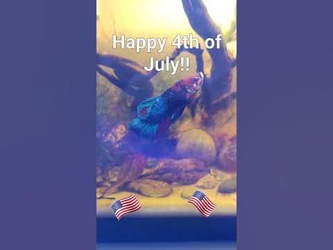 fourth of july betta tanks