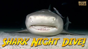 Night Diving with Sharks! (Is this a bad idea?)