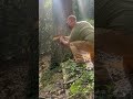 White Oak Rotten And Didn T Know Until I Put The Blade In Oaktree Oaktober Treecutting Oaks White Oak Rotten And Didn T Know Until I Put The Blade In Oaktree Oaktober Treecutting Oaks