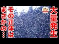 【大量発生】まるで山中を舞う雪!?正体は推定10万の〇〇だった!【どうぶつ奇想天外/WAKUWAKU】