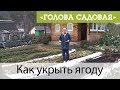 Голова садовая - Как укрыть ягоду