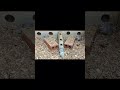 TV for Cats | CAT MOUSE #cattv #videoforcatstowatch