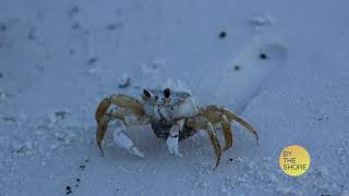 Module 3 Activity Beach Clip Slideshow VIC3001