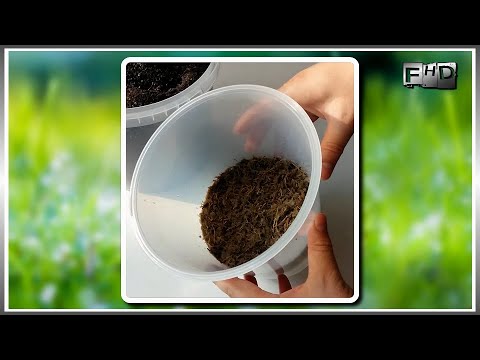 Vídeo: Replantació de plantes d'interior: consells per trasplantar plantes d'interior