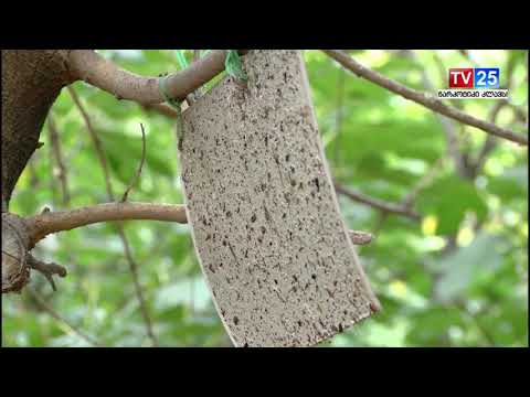 ფიქსირდება თუ არა აზიური ფაროსანა ქვემო ქართლის რეგიონში