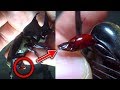 Horned beetle mistakes thumb for female and begins mating. | カブトムシのオスが親指をメスと間違えて交尾をはじめる。
